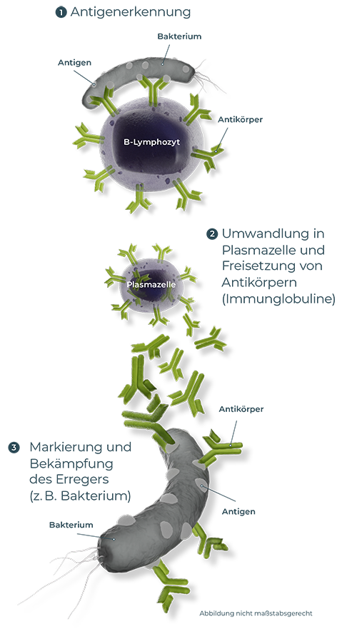 B-Lymphozyten kommen mit einem körperfremden Antigen, z. B. einem Bestandteil eines Krankheitserregers, in Kontakt. Sie werden aktiviert und wandeln sich in eine Plasmazelle. Diese setzt speziell auf den Erreger zugeschnittene Antikörper (Immunglobuline) frei. Die Antikörper docken am Antigen an, machen es damit kenntlich und unterstützen damit die Bekämpfung des Erregers.